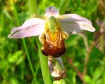 vignette Ophrys abeille , Ophrys apifera