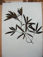 vignette Holboellia angustifolia