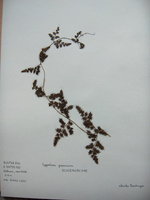 vignette Lygodium japonicum
