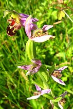 vignette Ophrys abeille , Ophrys apifera