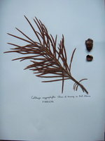 vignette Cathaya argyrophylla