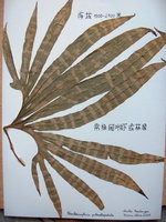 vignette Neocheiropteris palmatopedata