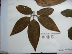 vignette Neoalsomitra integrifolia