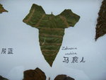 vignette Zehneria indica