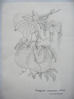 vignette Hodgsonia macrocarpa