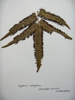 vignette Lygodium salicifolium