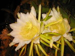 vignette Hylocereus undatus