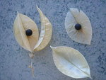 vignette Cardiospermum grandiflorum, capsule ouverte et graines