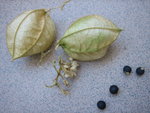 vignette Cardiospermum grandiflorum, capsules et graines