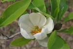 vignette Magnolia virginiana