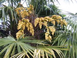 vignette fleurs de palmier