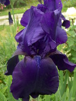 vignette iris germanica