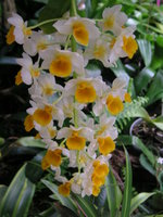 vignette Dendrobium thyrsiflorum