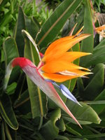 vignette Strelitzia reginae - Oiseau du Paradis