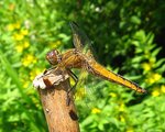 vignette Libellula fulva (Libellule fauve) femelle