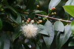 vignette Syzygium australe