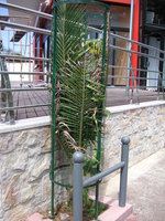 vignette Phoenix canariensis - Palmier en cage dans la rue