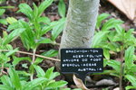 vignette Brachychiton acerifolium