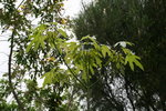 vignette brachychiton acerifolium