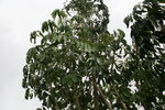 vignette Schefflera actinophylla = Brassaia actinophylla