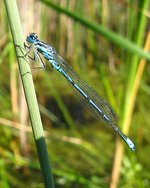 vignette Agrion jouvencelle ' Coenagrion puella ' mle , libellule