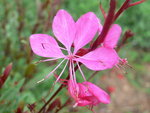 vignette gaura