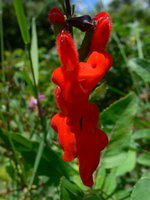 vignette salvia blepharophylla