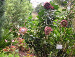 vignette Protea cynaroides