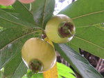 vignette Syzygium jambos -Jambose ou Pomme-rose