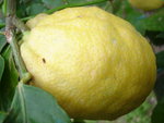 vignette Citrus lemon