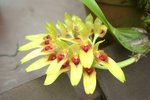 vignette Bulbophyllum robustum