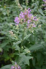 vignette Salvia canariensis var. candidissima