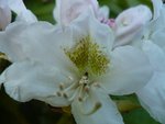 vignette Fleur de white cunningham