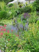 vignette veronica spicata