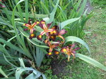 vignette iris spuria cinnabar red