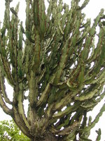 vignette Euphorbia ingens