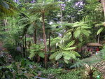 vignette Jardin Tropical de Monte Palace