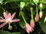 vignette Passiflora mollissima - Passiflore 'Banane'