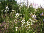 vignette Watsonia borbonica ssp ardernei - Watsonia blanc