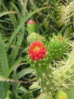 vignette Opuntia subulata