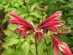 vignette Alstroemeria psittacina - Lis des incas ou Alstromre