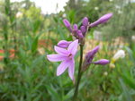 vignette tulbaghia