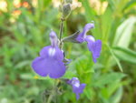 vignette salvia azurea