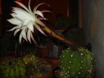 vignette Echinopsis subdenudata fleur de nuit