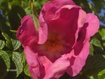 vignette rosier églantine fleur