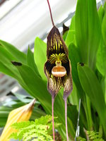vignette orchide  idendifier