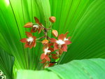 vignette orchide  idendifier