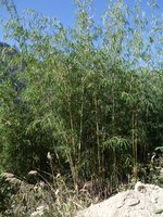 vignette Bambou sp