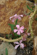 vignette Pachypodium succulentum