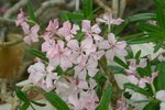 vignette Pachypodium succulentum